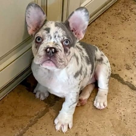 Merle French bulldog for sale lilac merle Frenchie