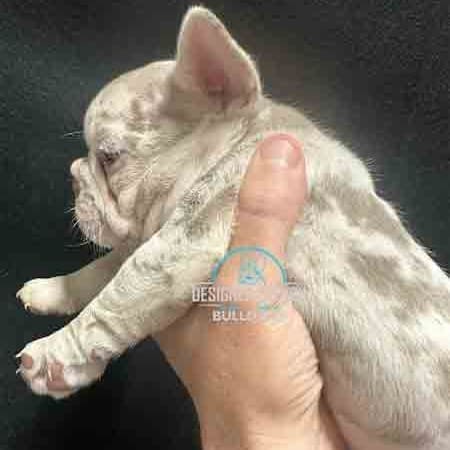 Isabella French Bulldog Isabella Merle Frenchie