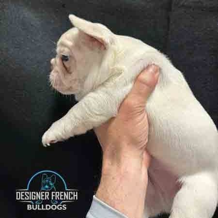 Platinum Frenchie Platinum French Bulldog