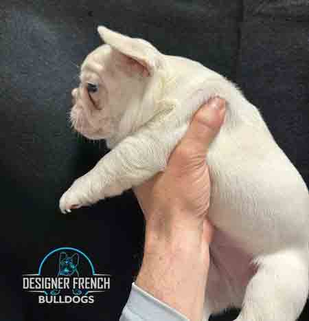 Platinum Frenchie