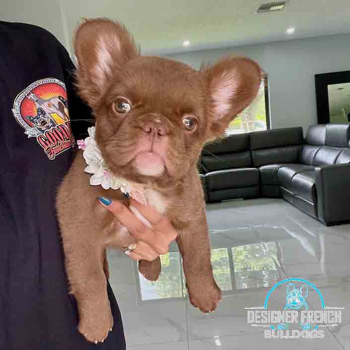 fluffy Rojo Frenchie for sale
