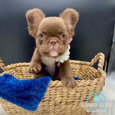 Rojo fluffy French bulldog