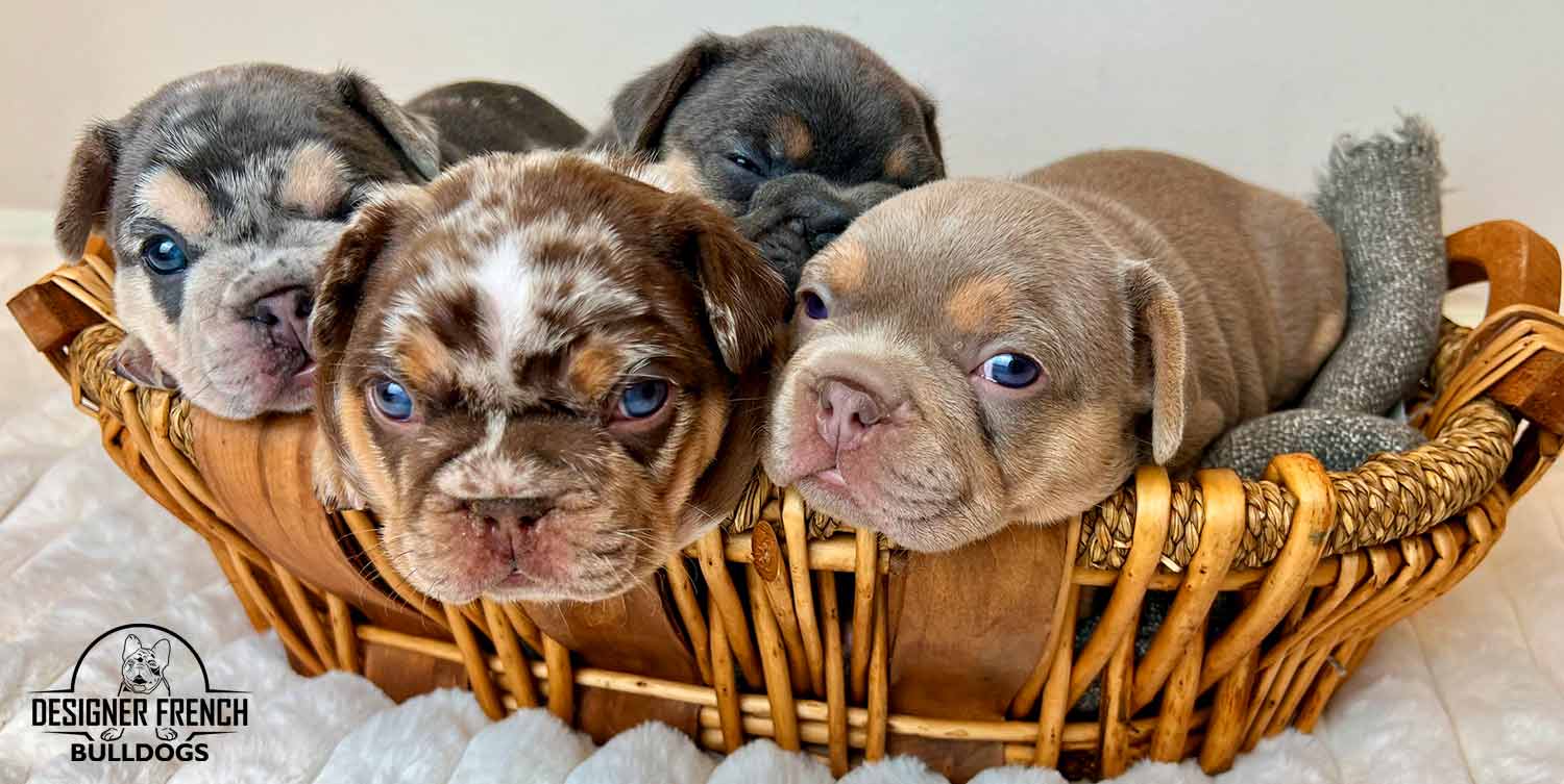 Frenchie puppies near me