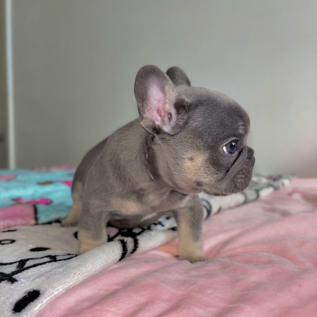 lilac and tan french bulldog