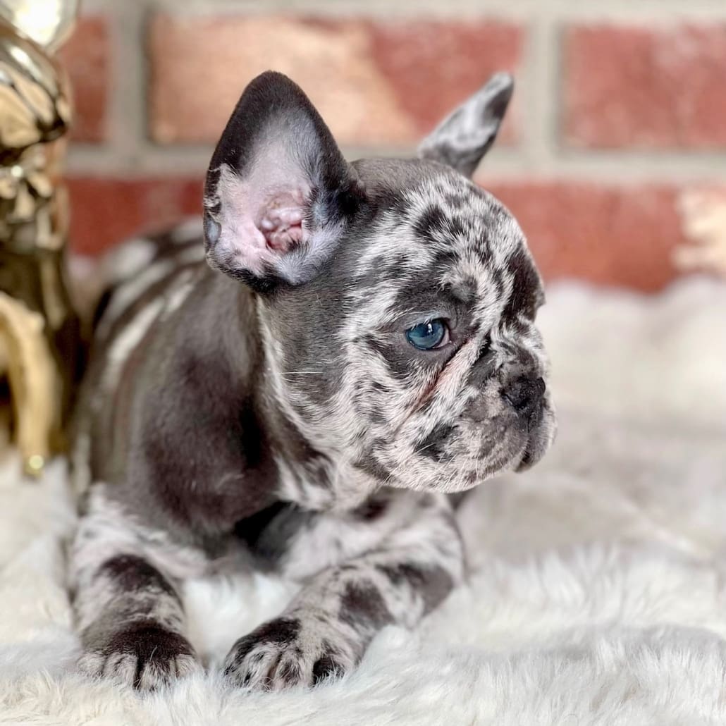 blue merle french bulldog