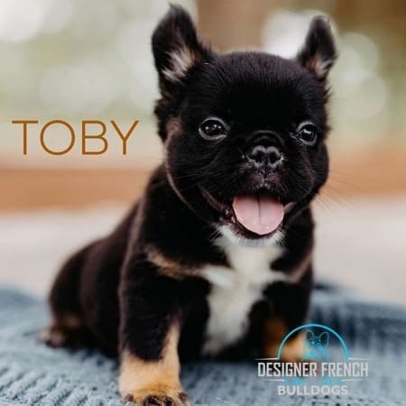 black French bull dog puppy black French bulldog puppy