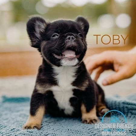 long haired French bulldogs for sale