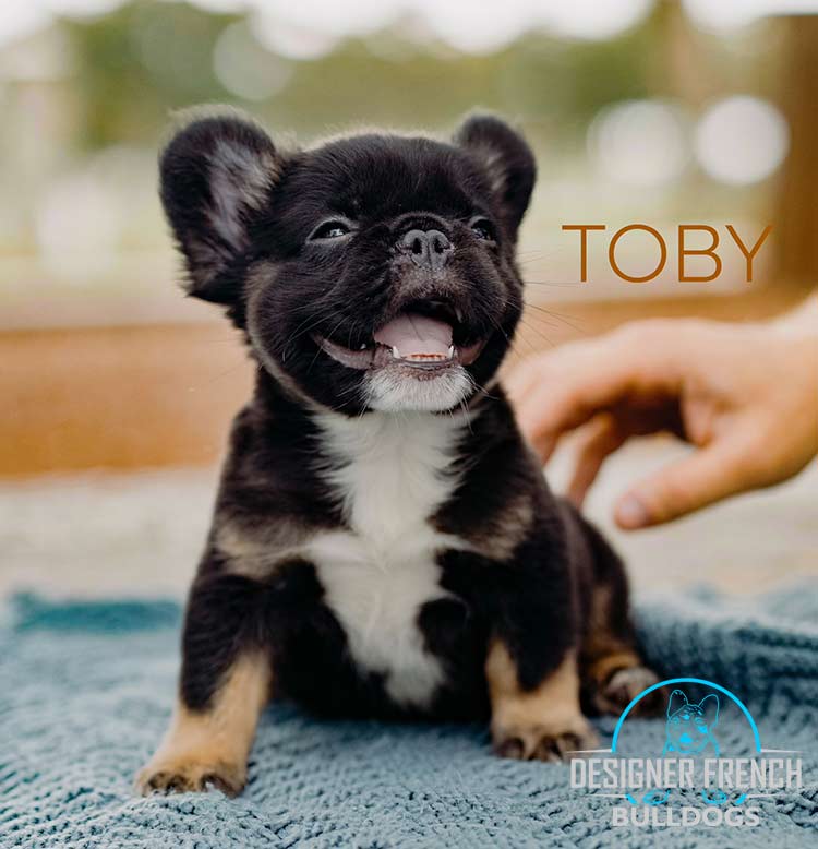 French Bulldog Breeder FL