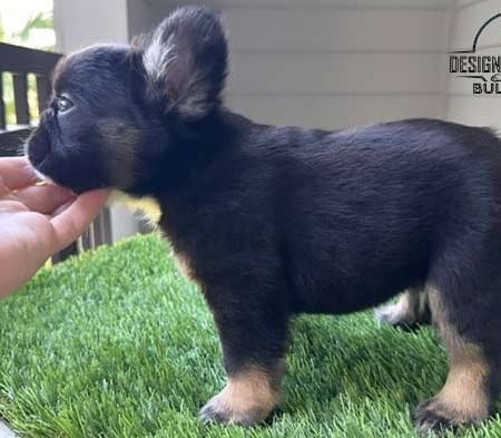 black and tan Frenchie price
