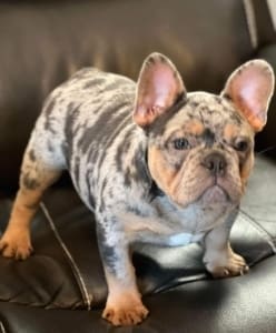 Frenchie stud near me