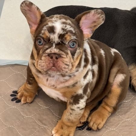 french bulldog breeder