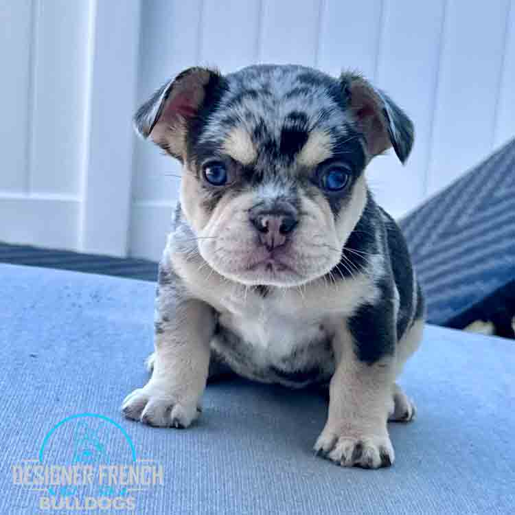 Blue merle Frenchie puppy