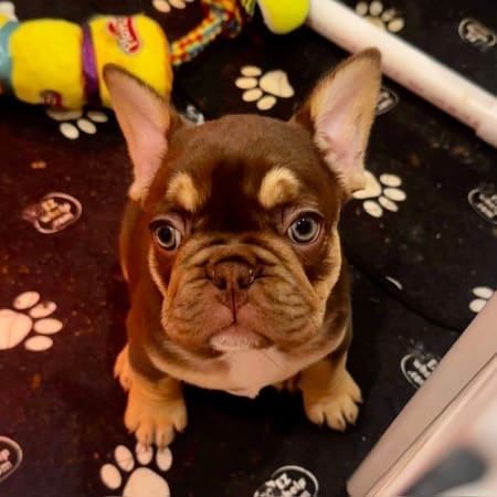 Rojo Frenchies for sale Rojo Frenchie