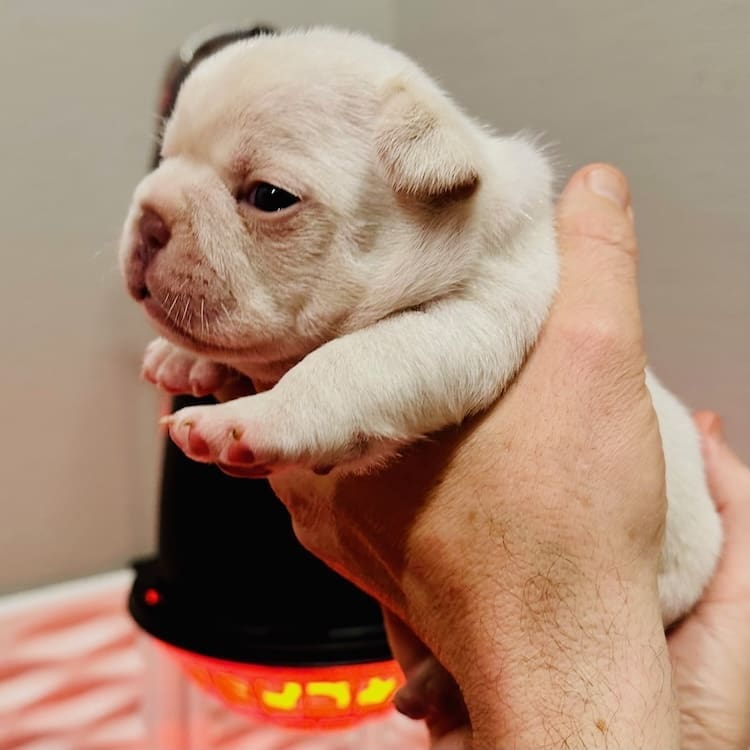 Cream Frenchie puppies near me