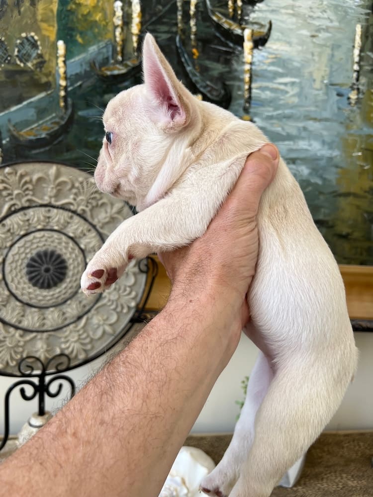 Cream French bulldog puppies for sale