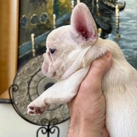 French Bulldog Tips