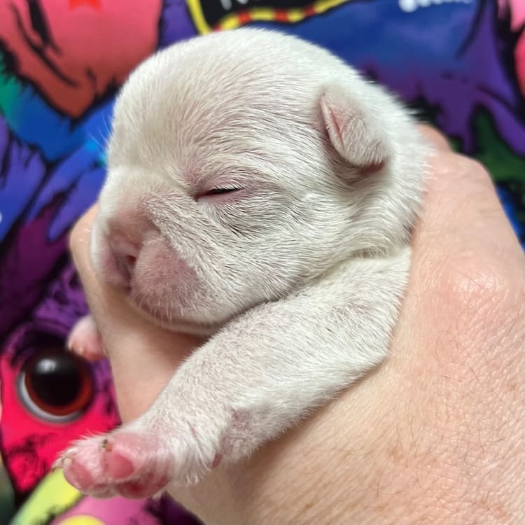 Cream French Bulldog Puppy