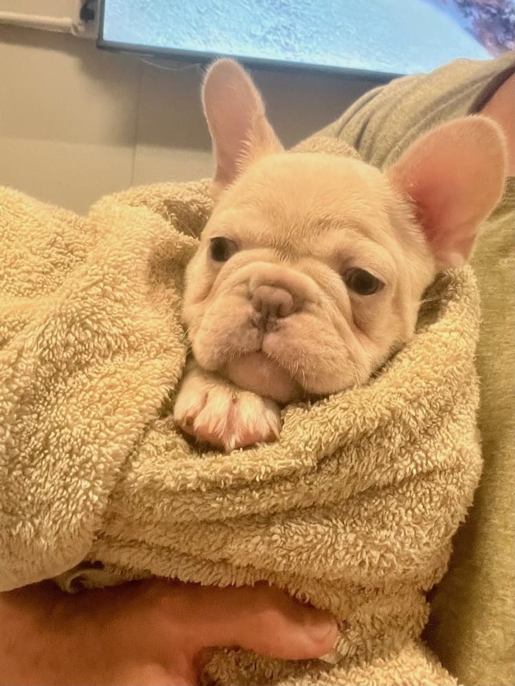 Cream Frenchie for sale