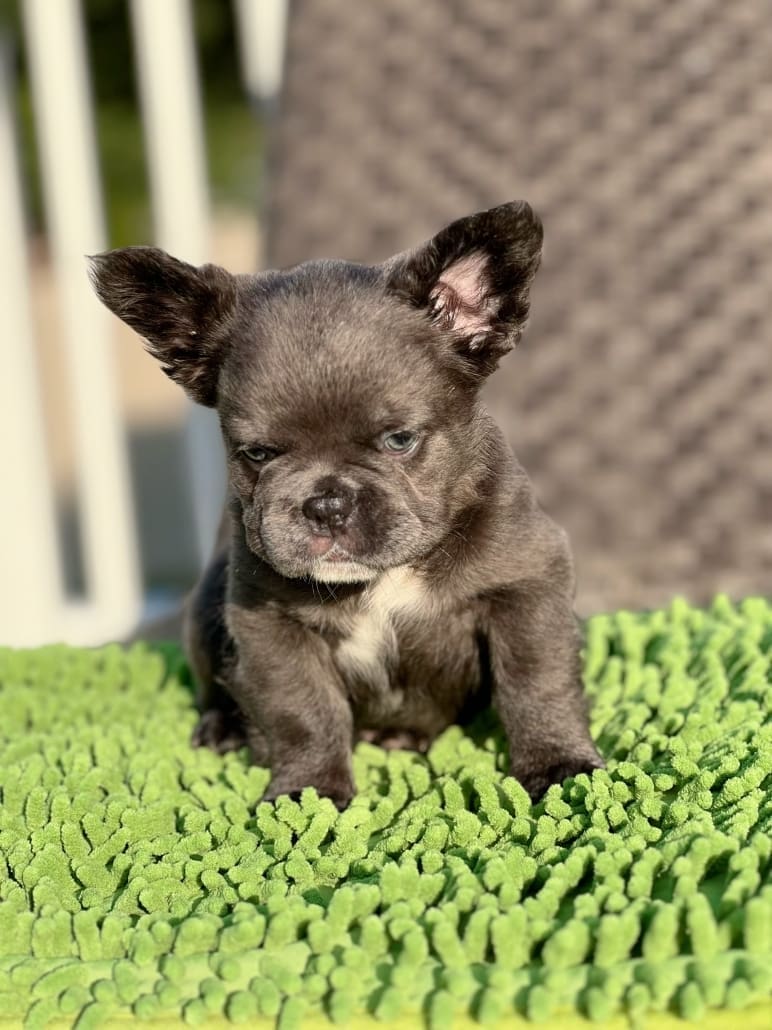 fluffy French bulldogs for sale