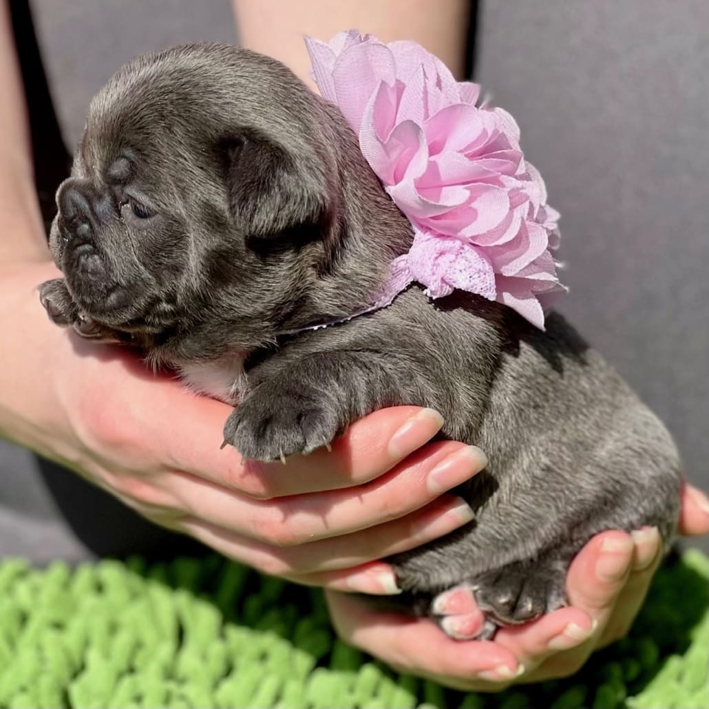 blue french bulldog cost