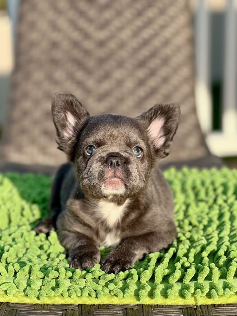 Blue fluffy Frenchie puppy