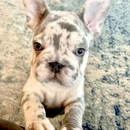 big rope Frenchies for sale big rope French bulldog