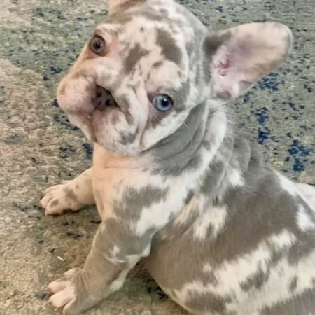 lilac big rope french bulldog