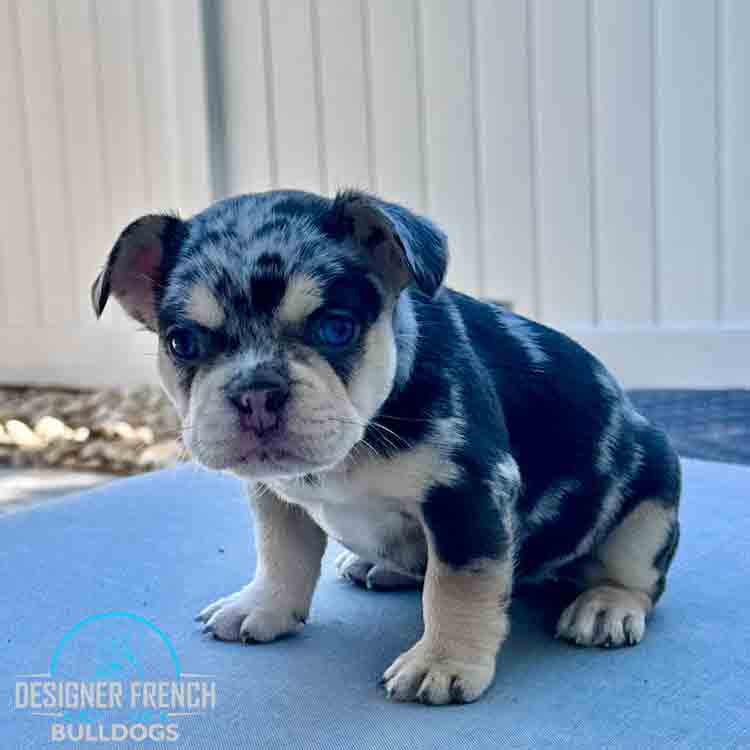 Blue and Tan merle French bulldog puppy