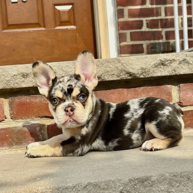 merle Frenchie puppies