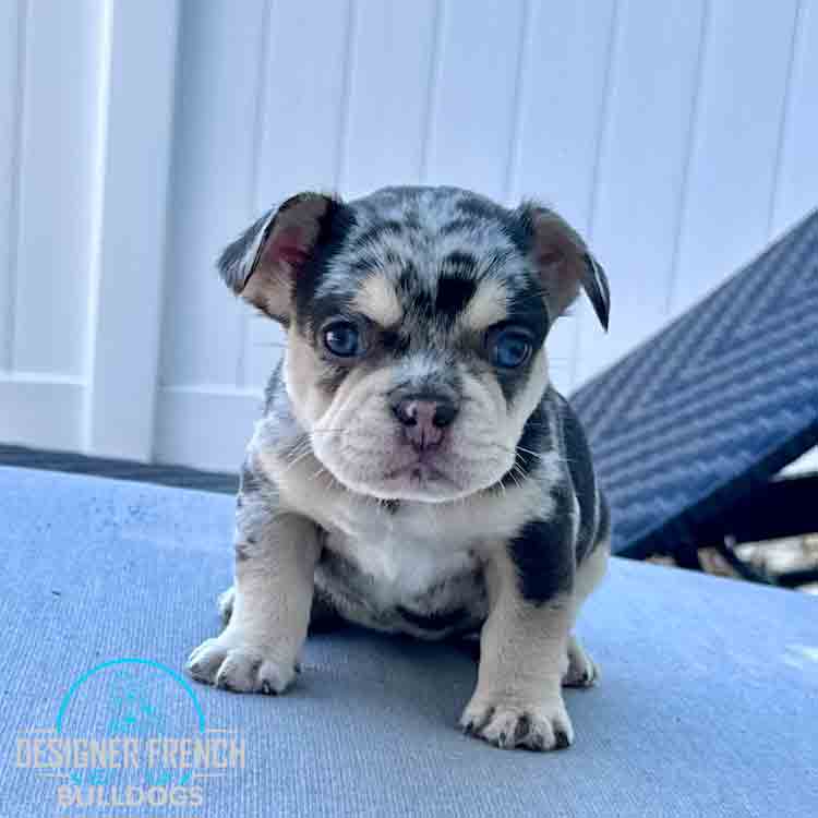 blue and tan merle frenchie