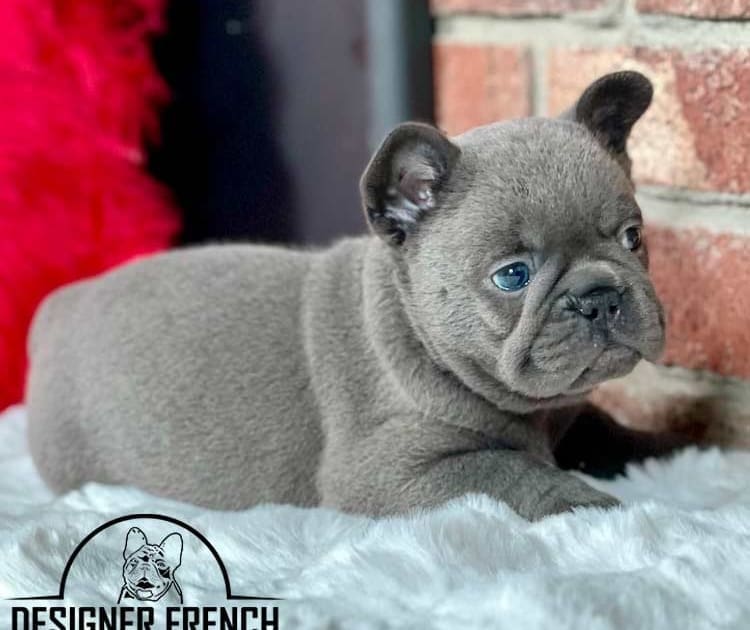 Things not to do with a French Bulldog