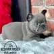 blue french bulldog puppy