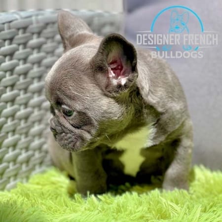 blue frenchie for sale