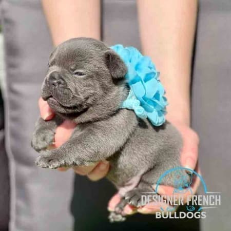 blue frenchie for sale