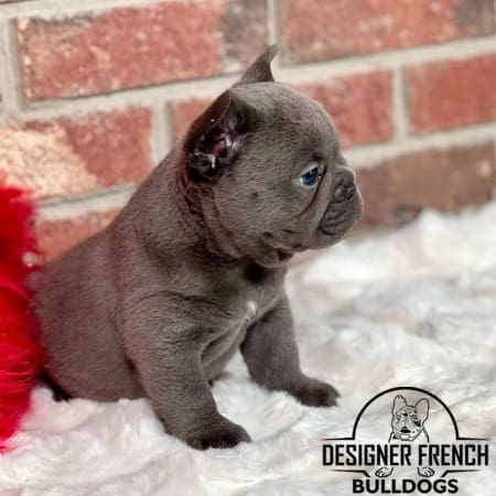 Frenchies for sale
