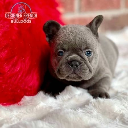 French bulldog price chart