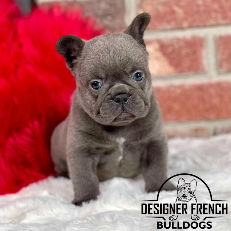 Frenchie breeders Florida