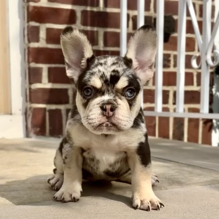 French bulldog cost