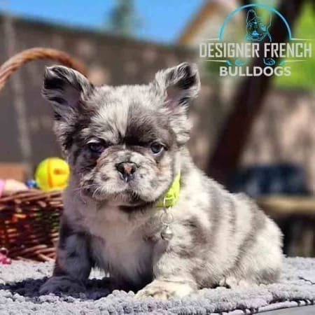 Fluffy Frenchie for sale