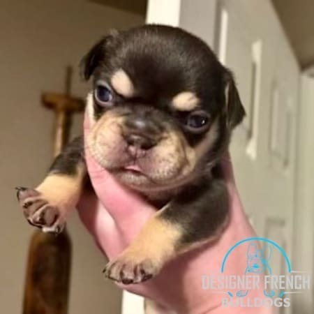 Cocoa French bulldog