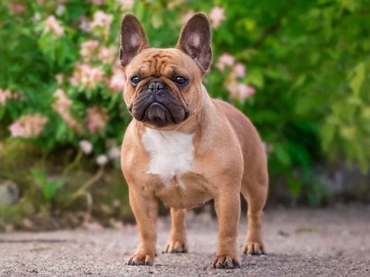 Fawn French bulldog for sale