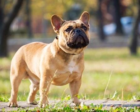 Fawn French Bulldog price