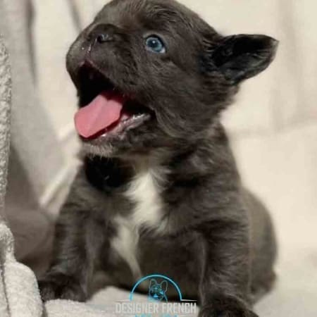 long haired french bulldog