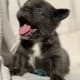 fluffy blue frenchie for sale