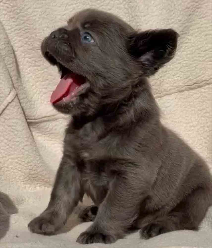 Fluffy Blue Frenchie