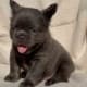 Blue Fluffy Frenchie
