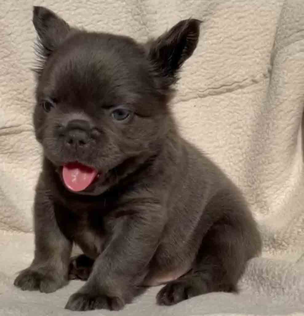 Blue Fluffy Frenchie