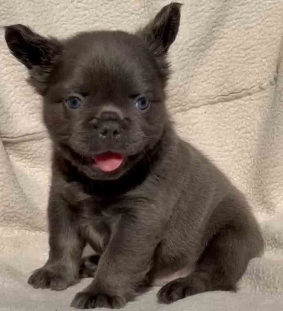 Fluffy Blue French bulldog