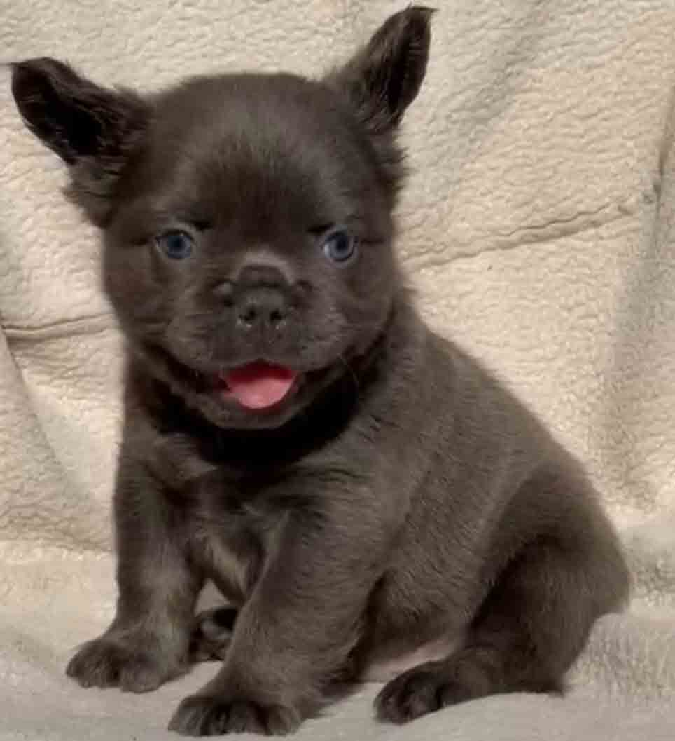 Fluffy Blue French bulldog