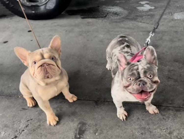 Big Rope French Bulldog